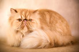 Gato Persa: características, cuidados y carácter del gato turco