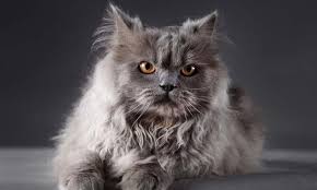 Gato Persa: características, cuidados y carácter del gato turco