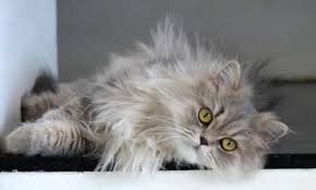 Gato Persa: características, cuidados y carácter del gato turco