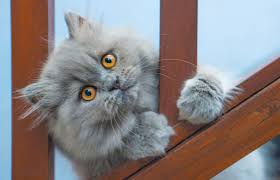 Gato Persa: características, cuidados y carácter del gato turco