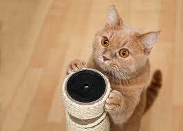 Mejores juguetes, camas, areneros, accesorios y cortaúñas para gatos