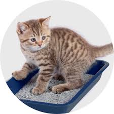 Mejores juguetes, camas, areneros, accesorios y cortaúñas para gatos