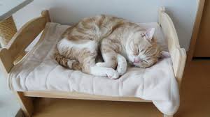 Muebles para gato: ¿Cuáles son los mejores para los felinos de la casa?