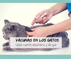 ¿Qué vacunas necesita un gato?