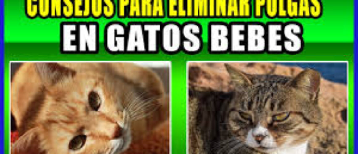 Relámpago Gimnasia mejilla Blog: ¿Cómo quitarle las pulgas a un gato bebé?- Tienda para Gatos Mx
