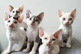 Gato Devon Rex