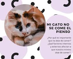 Mi gatito no quiere comer ¿Qué hago?