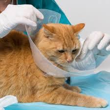 Collar isabelino para gatos: ¿Qué es y para qué sirve?
