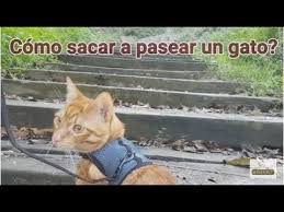 Pecheras para gatos: ¿Cómo pasear a tu gato de forma segura?