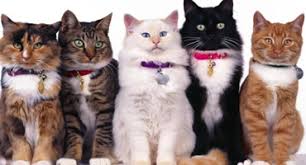 Collar para gato: ¿Qué modelo va con la raza de tu felino?