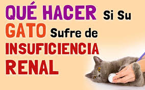 Insuficiencia renal en gatos: ¿Qué es y cómo prevenirla?