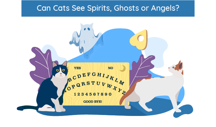 Los gatos pueden ver espíritus, fantasmas y ángeles.