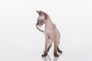 peterbald4