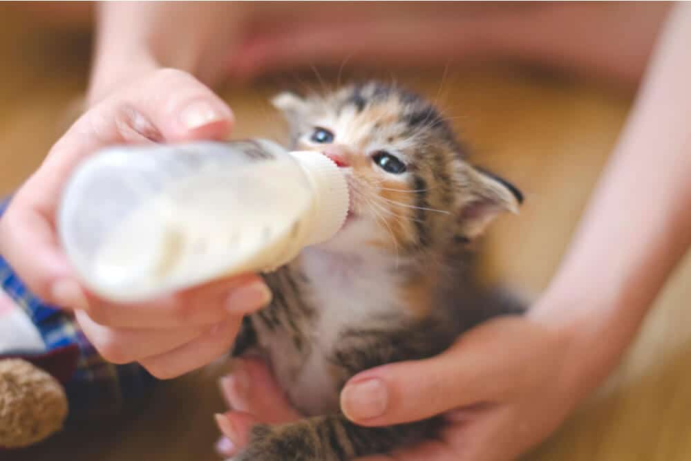 Gatito bebiendo leche de una botella
