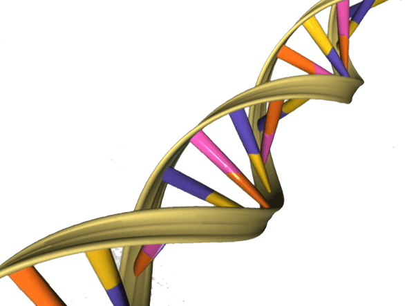 Genética del gato guepardo