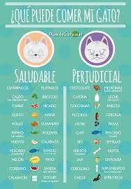 ¿Cuál es el mejor alimento para gatos?