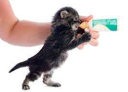 Leche para gatos bebés